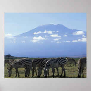 Africa, Kenya, Amboseli National Park, Herd of Poster