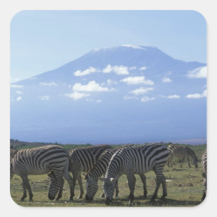 Africa, Kenya, Amboseli National Park, Herd of Square Sticker