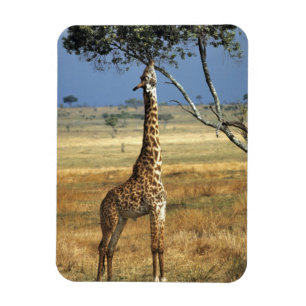 Africa, Kenya, Amboseli NP. A Common, or Masai, Magnet
