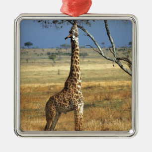 Africa, Kenya, Amboseli NP. A Common, or Masai, Metal Tree Decoration
