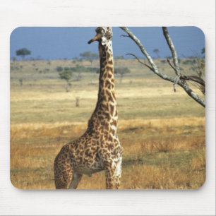 Africa, Kenya, Amboseli NP. A Common, or Masai, Mouse Pad