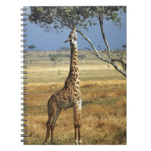 Africa, Kenya, Amboseli NP. A Common, or Masai, Notebook