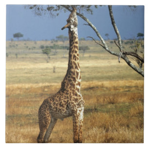 Africa, Kenya, Amboseli NP. A Common, or Masai, Tile