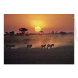 Africa, Kenya, Amboseli NP. Zebra walk to the
