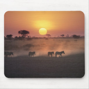 Africa, Kenya, Amboseli NP. Zebra walk to the Mouse Pad