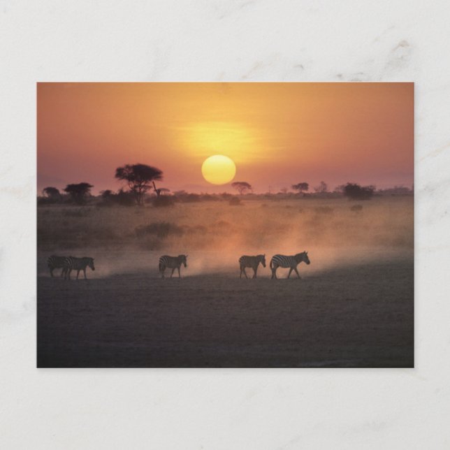 Africa, Kenya, Amboseli NP. Zebra walk to the Postcard (Front)