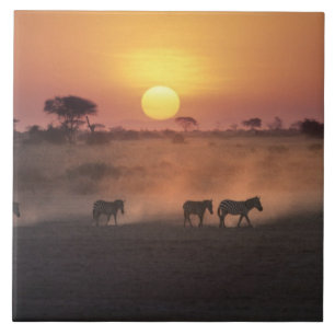 Africa, Kenya, Amboseli NP. Zebra walk to the Tile
