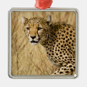 Africa. Kenya. Cheetah at Samburu NP. Metal Ornament
