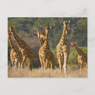 Africa. Kenya. Herd of Reticulated Giraffes at Postcard