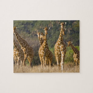 Africa. Kenya. Herd of Reticulated Giraffes Jigsaw Puzzle