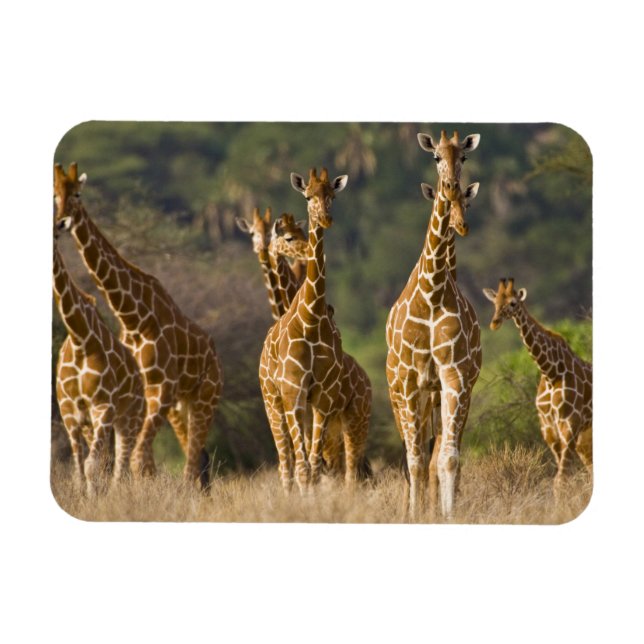 Africa. Kenya. Herd of Reticulated Giraffes Magnet (Horizontal)