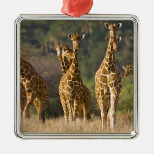 Africa. Kenya. Herd of Reticulated Giraffes Metal Tree Decoration