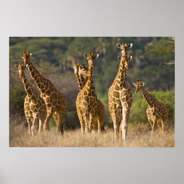 Africa. Kenya. Herd of Reticulated Giraffes Poster (Front)