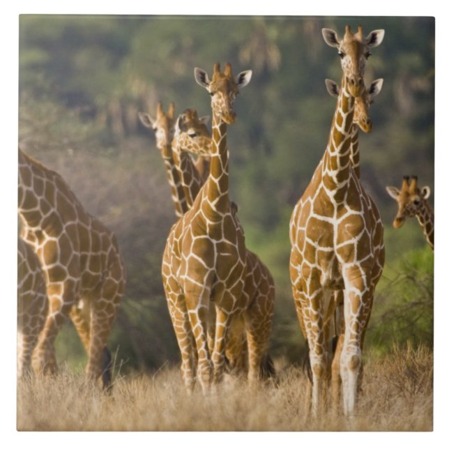 Africa. Kenya. Herd of Reticulated Giraffes Tile (Front)
