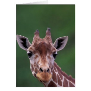 Africa, Kenya, Impala Ranch. Reticulated