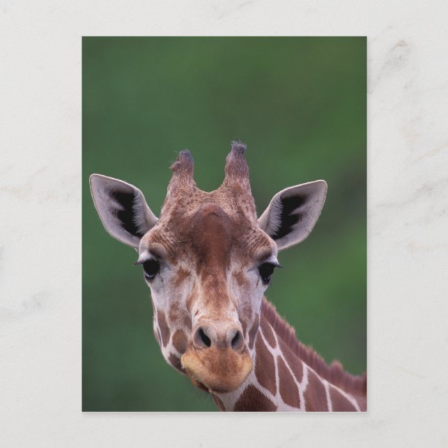 Africa, Kenya, Impala Ranch. Reticulated Postcard (Front)