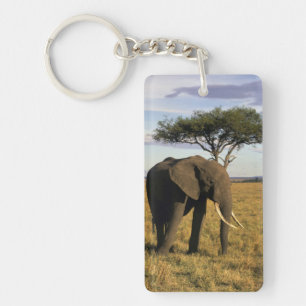 Africa, Kenya, Maasai Mara. An elehpant in the Key Ring