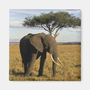 Africa, Kenya, Maasai Mara. An elehpant in the Magnet