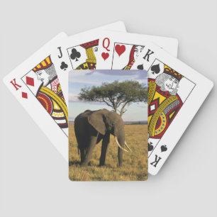 Africa, Kenya, Maasai Mara. An elehpant in the Playing Cards