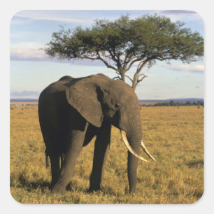 Africa, Kenya, Maasai Mara. An elehpant in the Square Sticker