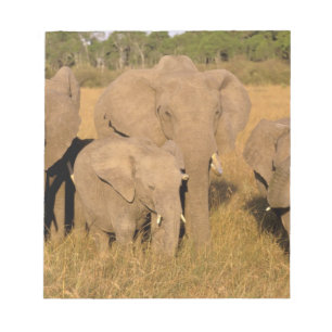 Africa, Kenya, Masai Mara. African Elephant Notepad