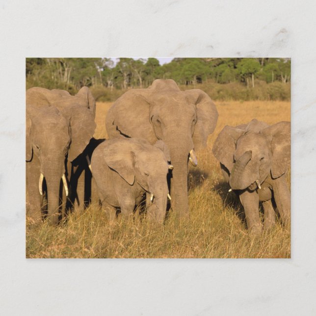 Africa, Kenya, Masai Mara. African Elephant Postcard (Front)