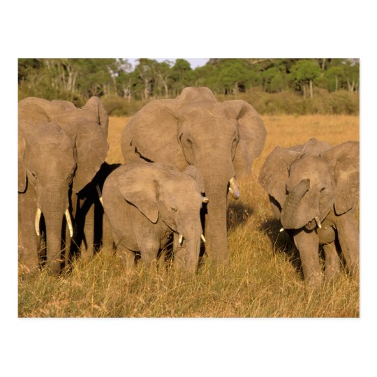 Africa, Kenya, Masai Mara. African Elephant Postcard