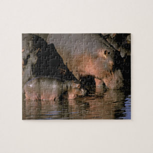 Africa, Kenya, Masai Mara. Common hippopotamuses Jigsaw Puzzle