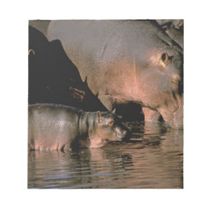 Africa, Kenya, Masai Mara. Common hippopotamuses Notepad