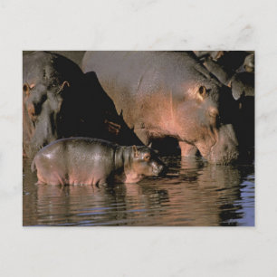 Africa, Kenya, Masai Mara. Common hippopotamuses Postcard