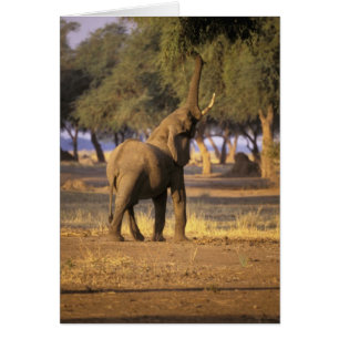 Africa, Kenya, Masai Mara. Elephant (Loxodonta