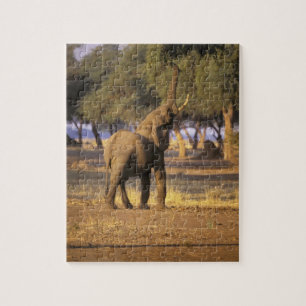 Africa, Kenya, Masai Mara. Elephant (Loxodonta Jigsaw Puzzle