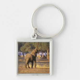 Africa, Kenya, Masai Mara. Elephant (Loxodonta Key Ring
