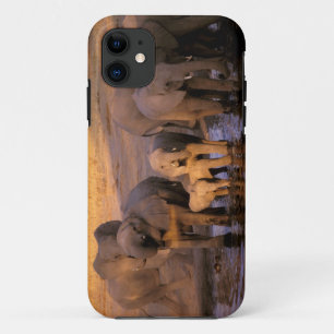 Africa, Kenya, Masai Mara. Elephants (Loxodonta iPhone 11 Case
