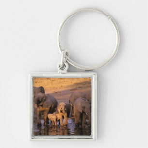 Africa, Kenya, Masai Mara. Elephants (Loxodonta Key Ring
