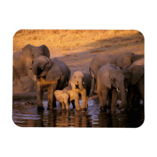 Africa, Kenya, Masai Mara. Elephants (Loxodonta Magnet