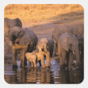 Africa, Kenya, Masai Mara. Elephants (Loxodonta Square Sticker