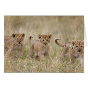 'Africa, Kenya, Masai Mara Game Reserve'