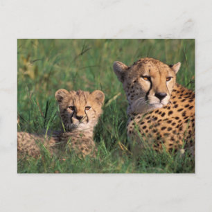 Africa, Kenya, Masai Mara Game Reserve. Cheetah Postcard