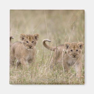 'Africa, Kenya, Masai Mara Game Reserve' Magnet