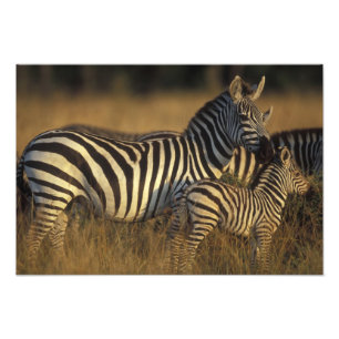 Africa, Kenya, Masai Mara Game Reserve. Plains Photo Print