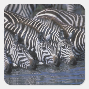 Africa, Kenya, Masai Mara Game Reserve, Plains Square Sticker