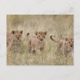 'Africa, Kenya, Masai Mara Game Reserve' Postcard