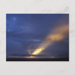 Africa, Kenya, Masai Mara Game Reserve, Setting 2 Postcard