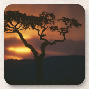 Africa, Kenya, Masai Mara Game Reserve, Setting Coaster
