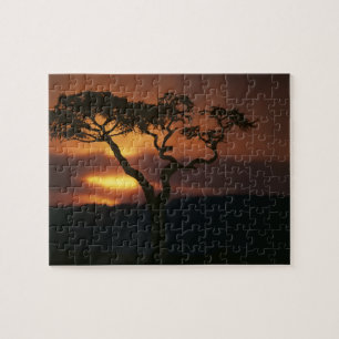 Africa, Kenya, Masai Mara Game Reserve, Setting Jigsaw Puzzle