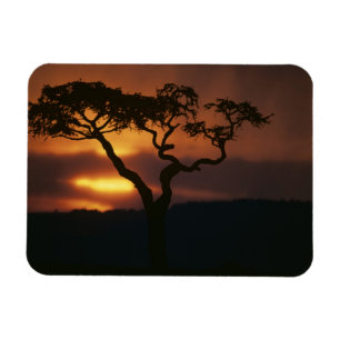 Africa, Kenya, Masai Mara Game Reserve, Setting Magnet