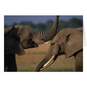 Africa, Kenya, Masai Mara Game Reserve, Two Bull
