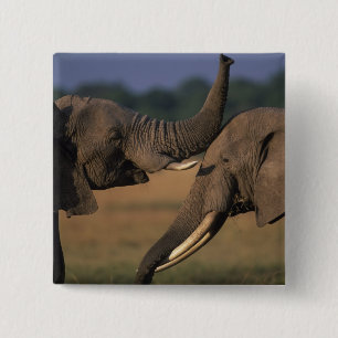 Africa, Kenya, Masai Mara Game Reserve, Two Bull 15 Cm Square Badge