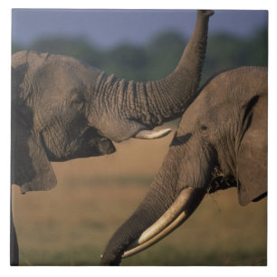 Africa, Kenya, Masai Mara Game Reserve, Two Bull Ceramic Tile